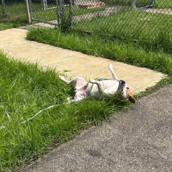 Spot -  Beagle and Mixed Breed Dog for Adoption in Waynesburg, Pennsylvania - Spot | PetCurious
