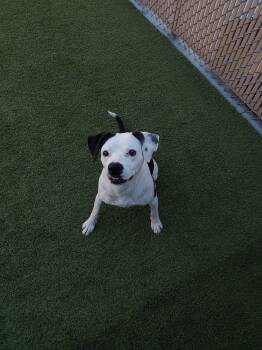 Patricia -  Pit Bull Terrier and Beagle Dog for Adoption in Liberty, Missouri - Patricia | PetCurious