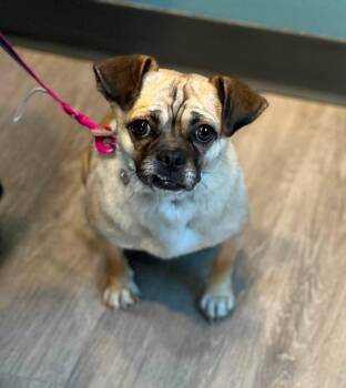 Boba -  Pug Dog for Adoption in Othello, Washington - Boba | PetCurious