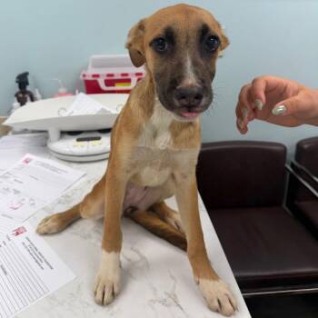 Ferrari -  Cattle Dog and Shepherd Dog for Adoption in Sunrise, Florida - Ferrari | PetCurious
