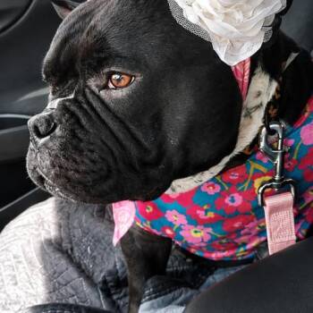 Arabella -  American Bulldog and Mixed Breed Dog for Adoption in Austin, Texas - Arabella | PetCurious