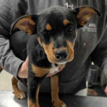 Rescue Australian Cattle Dog Blue Heeler and Mixed Breed Dogs for Adoption in Fredericksburg, Virginia - Draaga | PetCurious