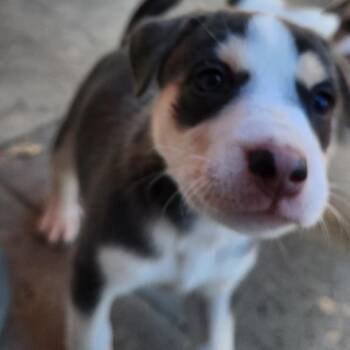Fern* -  Shepherd Dog for Adoption in San Gabriel, California - Fern* | PetCurious