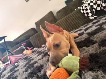 Quaneece -  Mixed Breed Dog for Adoption in Cincinnati, Ohio - Quaneece | PetCurious