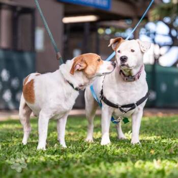 I`ulilani -  Pit Bull Terrier and Mixed Breed Dog for Adoption in Honolulu, Hawaii - I`ulilani | PetCurious