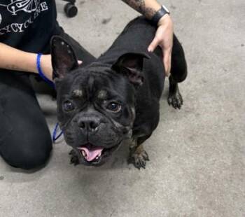 Jethro -  Mixed Breed Dog for Adoption in West Chester, Pennsylvania - Jethro | PetCurious