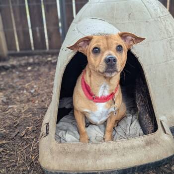 Rescue Chihuahua and Mixed Breed Dogs for Adoption in Boerne, Texas - Cordelia | PetCurious