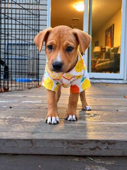 Nixon - The Little Snuggler -  Labrador Retriever and Beagle Dog for Adoption in Carolina, Carolina - Nixon - The Little Snuggler | PetCurious