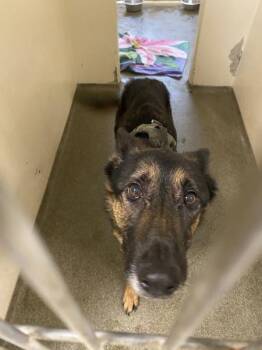 Jenny -  German Shepherd Dog Dog for Adoption in Vancouver, Washington - Jenny | PetCurious