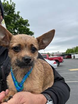 Chihuahua and Terrier Dogs Available for Adoption in Fruit Heights, Utah - Esteban | PetCurious