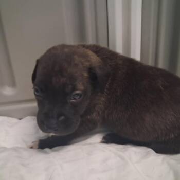 Bubbles 7099 -  Black Labrador Retriever and Mixed Breed Dog for Adoption in Loxahatchee Groves, Florida - Bubbles 7099 | PetCurious