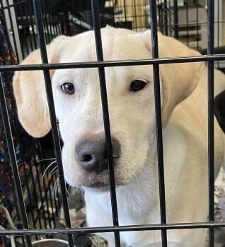 Tony -  Mixed Breed Dog for Adoption in Parma, Ohio - Tony | PetCurious