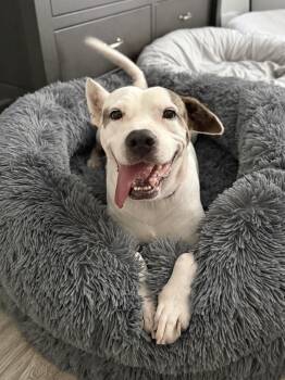 Jacie -  American Bulldog Dog for Adoption in Mount Pleasant, South Carolina - Jacie | PetCurious