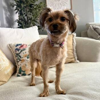 Terrier Dogs Available for Adoption - Wiggles | PetCurious