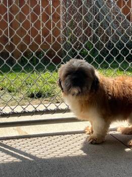 Mullet -  Shih Tzu Dog for Adoption in Auburn, Indiana - Mullet | PetCurious