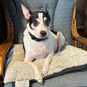Rat Terrier and Toy Fox Terrier Dogs Available for Adoption - Rip | PetCurious