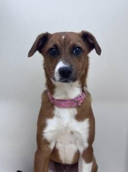 Mixed Breed Dogs Available for Adoption in West Chester, Pennsylvania - Evie | PetCurious