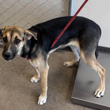 Mixed Breed Dogs Available for Adoption in Las Cruces, New Mexico - Sally Mae | PetCurious