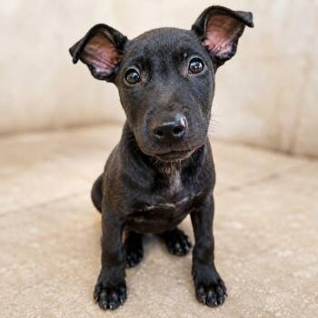 Blackjack -  Labrador Retriever Dog for Adoption in Houston, Texas - Blackjack | PetCurious