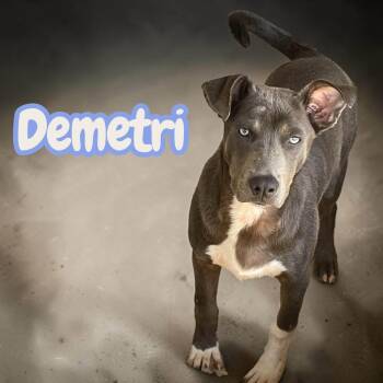 Demitri - Lived in a house with a family - wants to know love ag -  Labrador Retriever Dog for Adoption in Chuckey, Tennessee - Demitri - Lived In A House With A Family - Wants To Know Love Ag | PetCurious