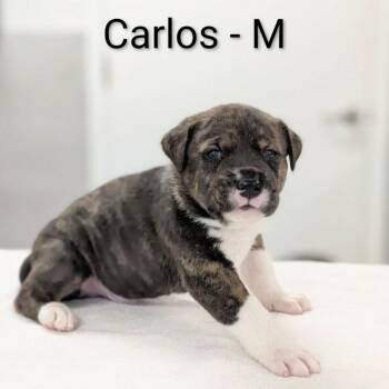 Great Pyrenees and Mixed Breed Dogs Available for Adoption in Griswold, Connecticut - Carlos | PetCurious