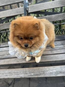 Pomeranian Dogs Available for Adoption in New York, New York - Bambi | PetCurious