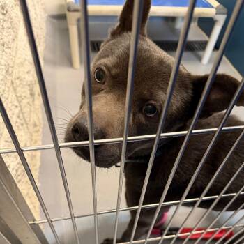 Blue -  Mixed Breed Dog for Adoption in Auburn, Alabama - Blue | PetCurious