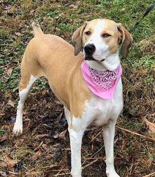 Rescue Beagle and Labrador Retriever Dogs for Adoption in Dalton, Georgia - Lilly | PetCurious