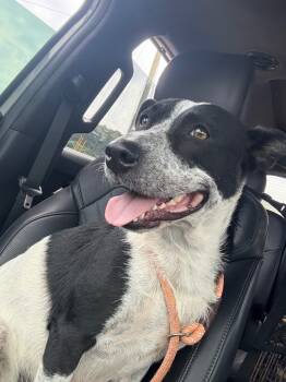 Rescue Border Collie and American Staffordshire Terrier Dogs for Adoption in Ellijay, Georgia - Shania | PetCurious