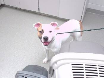 Boxer and Mixed Breed Dogs Available for Adoption - XAVIER | PetCurious