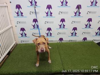 Rescue Pit Bull Terrier Dogs for Adoption in Orlando, Florida - KODY | PetCurious