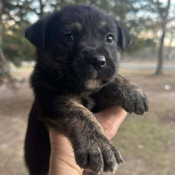 Golden Retriever and Mixed Breed Dogs Available for Adoption - Bear | PetCurious