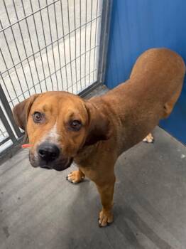 Redd -  Mixed Breed Dog for Adoption in Henderson, North Carolina - Redd | PetCurious
