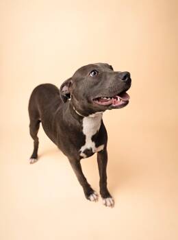Catahoula Leopard Dog and Pit Bull Terrier Dogs Available for Adoption in Lima, Ohio - Shirley | PetCurious