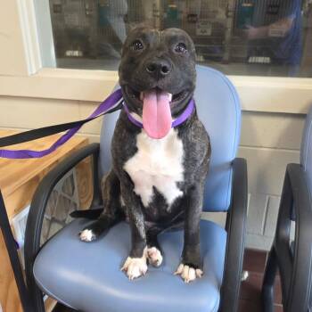 Kane -  Mixed Breed Dog for Adoption in Milton, Florida - Kane | PetCurious