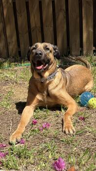 SCOOBY -  Cane Corso and Dutch Shepherd Dog for Adoption in Audubon Park, Kentucky - SCOOBY | PetCurious