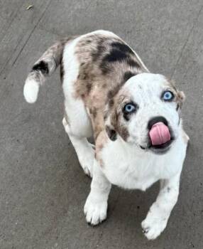 Australian Cattle Dog Blue Heeler Dogs Available for Adoption in Mauston, Wisconsin - Ice | PetCurious