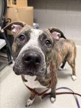 Pit Bull Terrier Dogs Available for Adoption - CASSANDRA | PetCurious