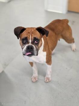 Lady -  Boxer Dog for Adoption in Shelby, Michigan - Lady | PetCurious