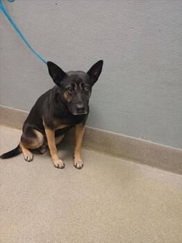 Rescue German Shorthaired Pointer and Labrador Retriever Dogs for Adoption in Las Vegas, Nevada - PRINCESS | PetCurious