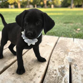 Black Labrador Retriever Dogs Available for Adoption - Honey  | PetCurious