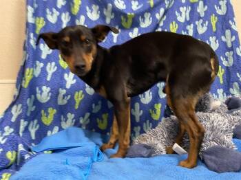 Dachshund and Mixed Breed Dogs Available for Adoption - A607521 | PetCurious