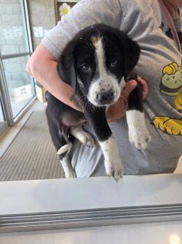 Dozer -  Australian Shepherd Dog for Adoption in Bossier City, Louisiana - Dozer | PetCurious