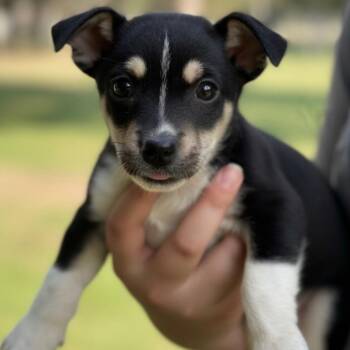 Amber -  Mixed Breed Dog for Adoption in Hagerstown, Maryland - Amber | PetCurious