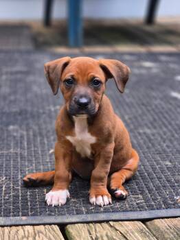 Bella 2026-322 -  Redbone Coonhound and Boxer Dog for Adoption in Winder, Georgia - Bella 2026-322 | PetCurious