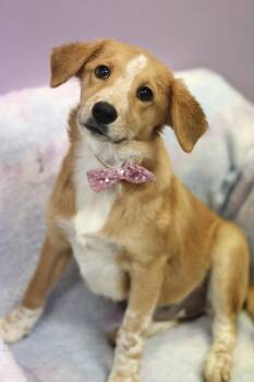 Hannon in NH. Come Meet our Adoptable Dogs Wednesday-Saturday. M -  Australian Shepherd Dog for Adoption in Manchester, New Hampshire - Hannon In NH. Come Meet Our Adoptable Dogs Wednesday-Saturday. M | PetCurious