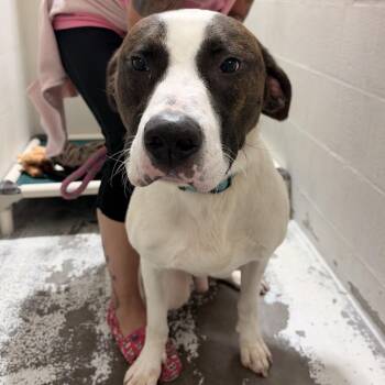 Lightning -  Labrador Retriever and Mixed Breed Dog for Adoption in Evansville, Indiana - Lightning | PetCurious