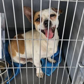 Rescue Chihuahua Dogs for Adoption in Normal, Illinois - Freckles | PetCurious