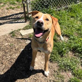 Mixed Breed Dogs Available for Adoption in Olean, New York - Marie | PetCurious
