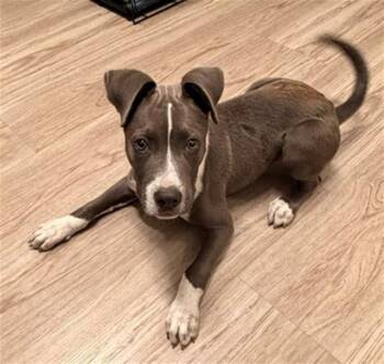 CORNELIUS -  Pit Bull Terrier Dog for Adoption in Baytown, Texas - CORNELIUS | PetCurious